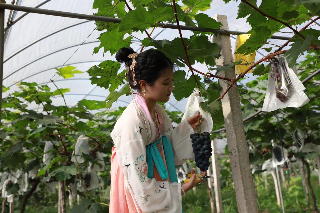 游客正在采摘葡萄